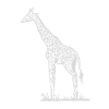 giraffe