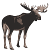 Moose