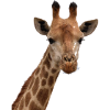 Giraffe, Tier Zoo, lüstig witzig