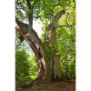 alter Baum