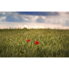 coquelicots