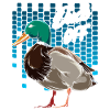 colvert