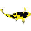 Koi Carp - Yellow and Black