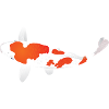 Koi Carp - White and Red