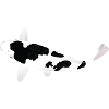 Koi-Karpfen - Weiß und Schwarz