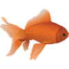 Goldfish