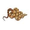 Anaconda