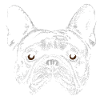 French bulldog
