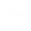 Birds white