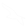 Seagull white