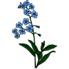 Forget-me-not blue