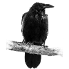 Crow Crow