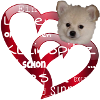 Kleinspitz Shirt - Spruchshirt Kleinspitz