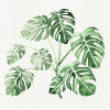 monstera