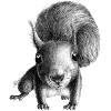 Écureuil