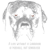 Labrador 12 2018 01
