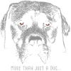 Labrador 12 2018 02