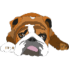 bulldog