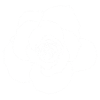 Rose blanche