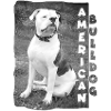 American Bulldog by Bercole Design