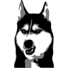 Grumpy Dog - Husky