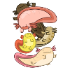 Axolotl