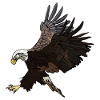 Eagle Eagle