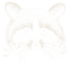 Racoon
