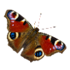 Butterfly butterfly