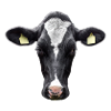 Stupid cow