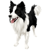 Limited! Border Collie Love