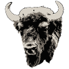 Bison - Buffalo - Buffalo
