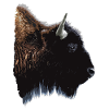 bison