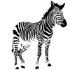zebra