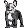 Fransk bulldog