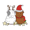 Guinea pig christmas