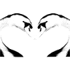 swan