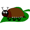 cockchafer