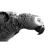 parrot