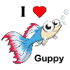 Guppy Fish Aquarium Aquaristics