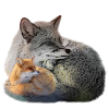 Fox shirt accessories
