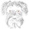 Miniature Schnauzer Floki