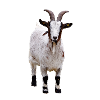 Petite chèvre