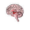 Science Medicine Neurology Brain