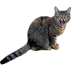 katze
