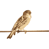 Sparrow bird