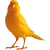 Kanarienvogel yellow bird