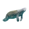 Sea cow marine fauna sea
