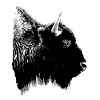 bison