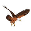 Eagle Eagle Bald Eagle